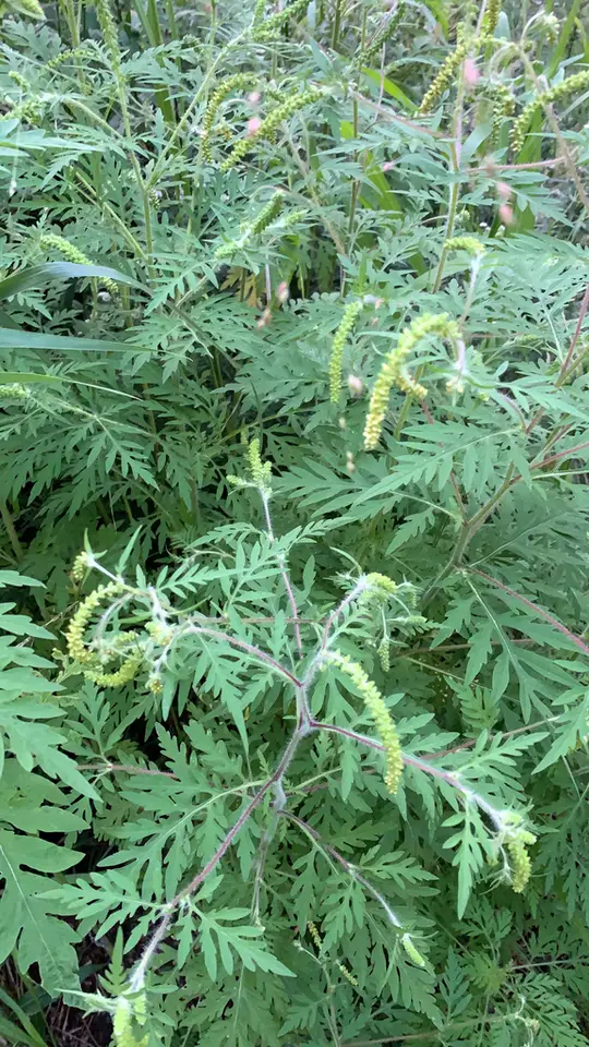 Common Ragweed (Ambrosia artemisiifolia)