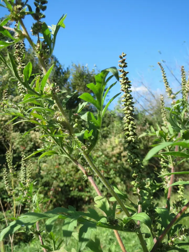 Western Ragweed (Ambrosia psilostachya)