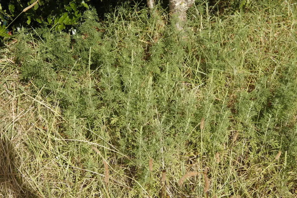 Lacy Ragweed (Ambrosia tenuifolia)
