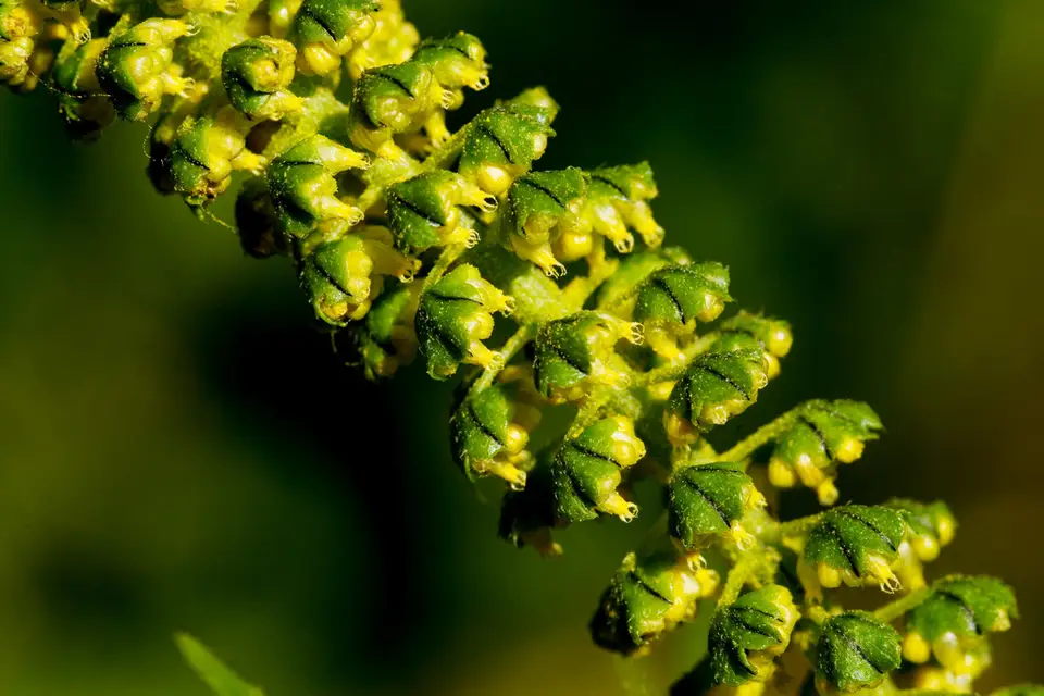 Giant Ragweed (Ambrosia trifida)