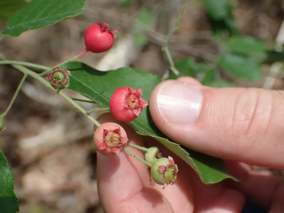 Common Serviceberry (Amelanchier arborea)