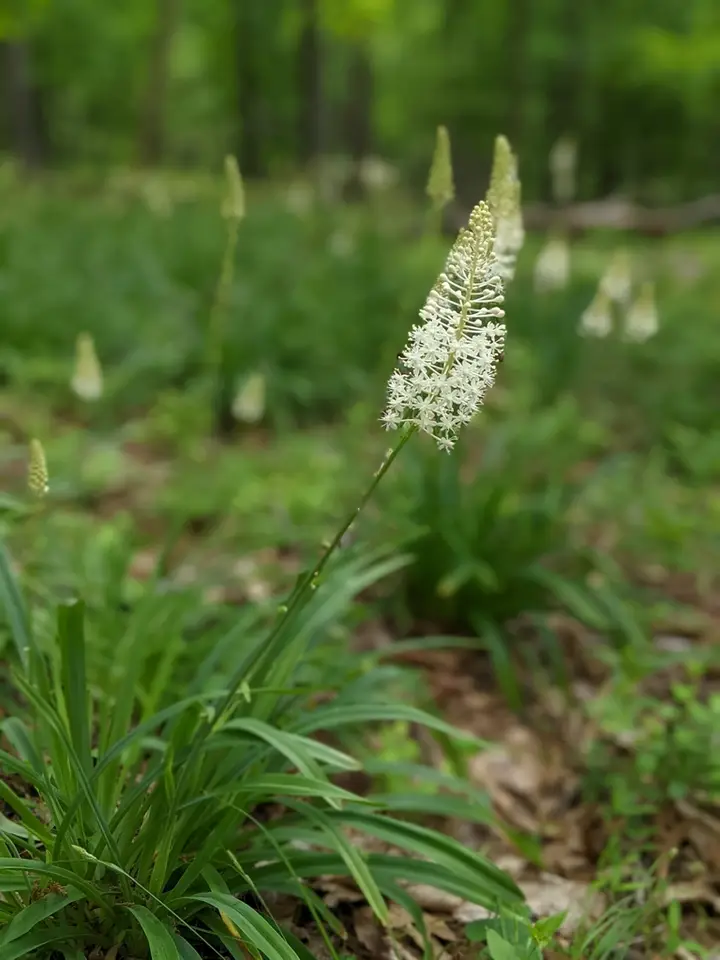 Fly Poison (Amianthium muscitoxicum)
