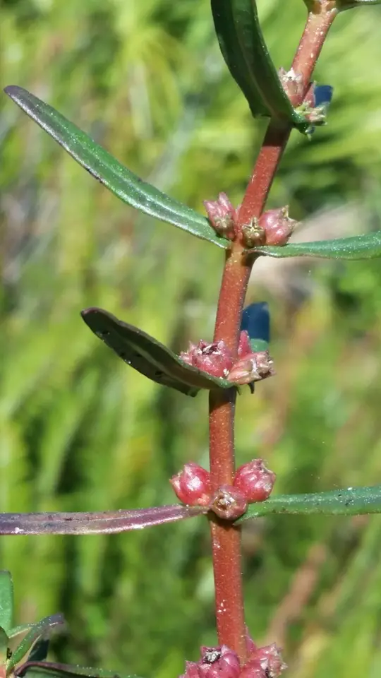 Pink Redstem (Ammannia latifolia)