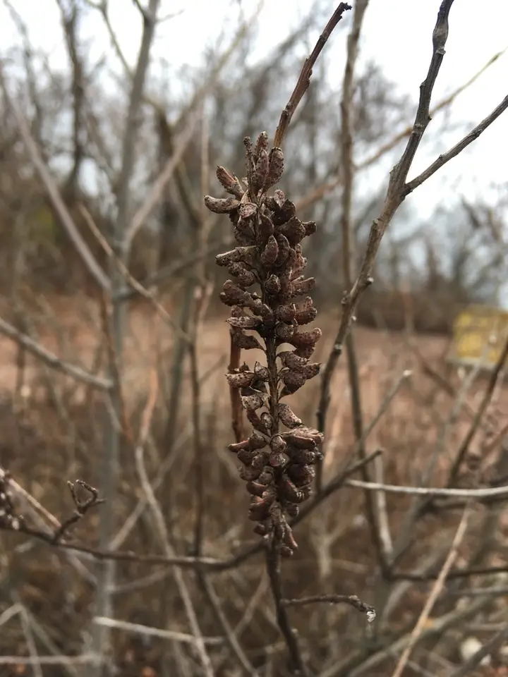 False Indigo Bush (Amorpha fruticosa)