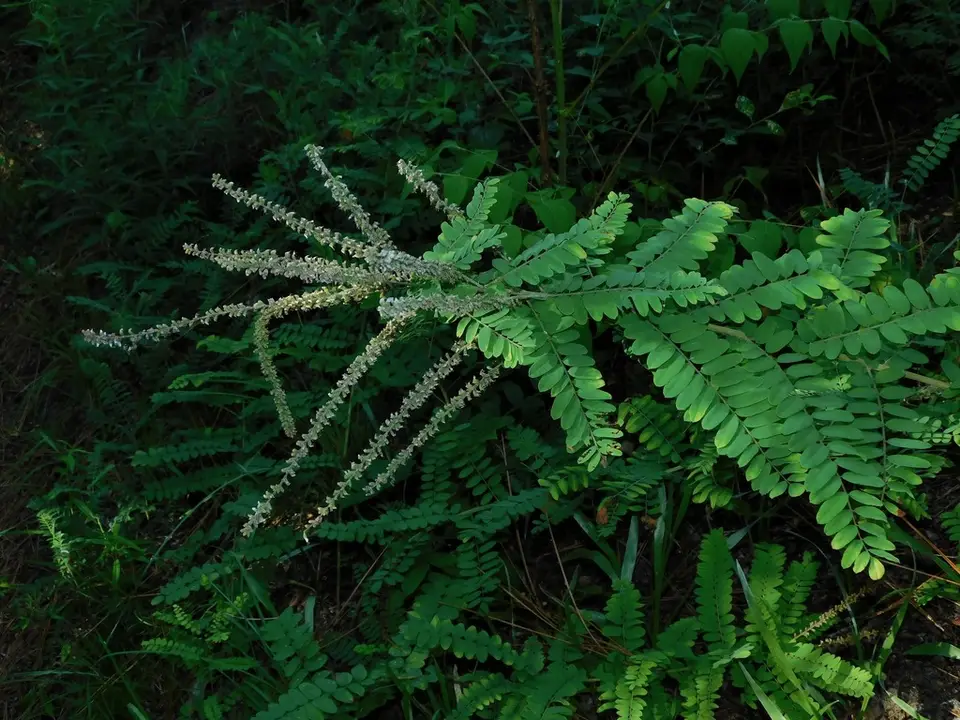 Clusterspike False Indigo (Amorpha herbacea)