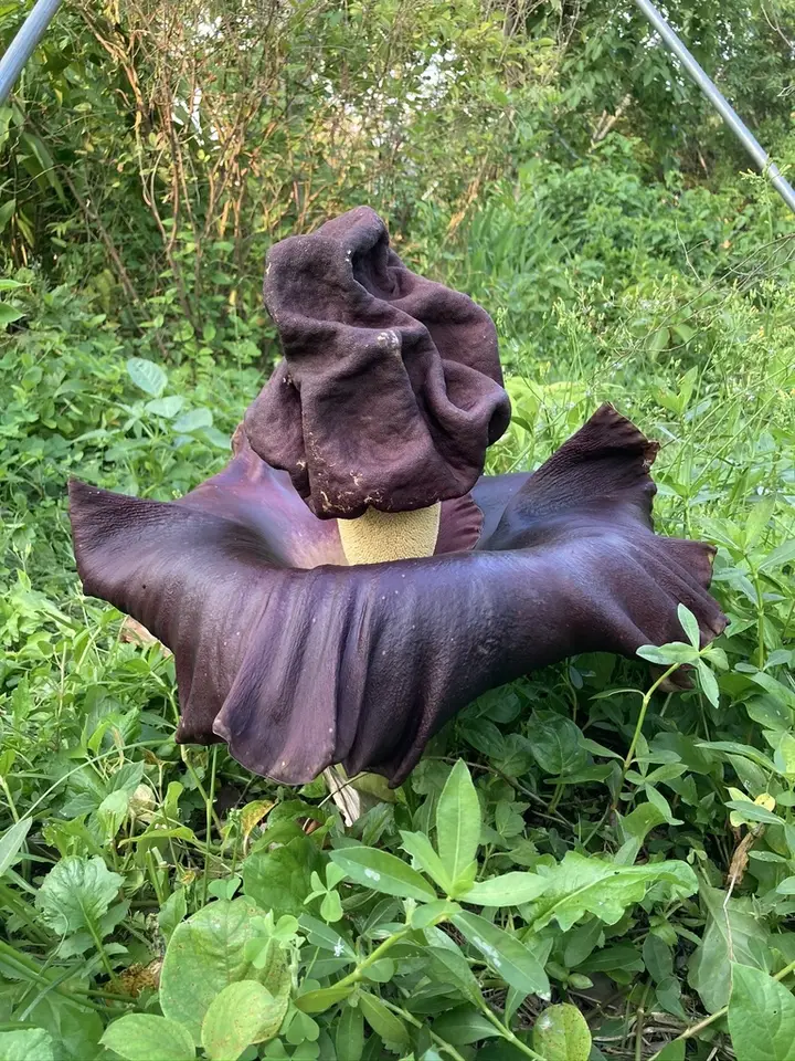 Elephant-Foot Yam (Amorphophallus paeoniifolius)
