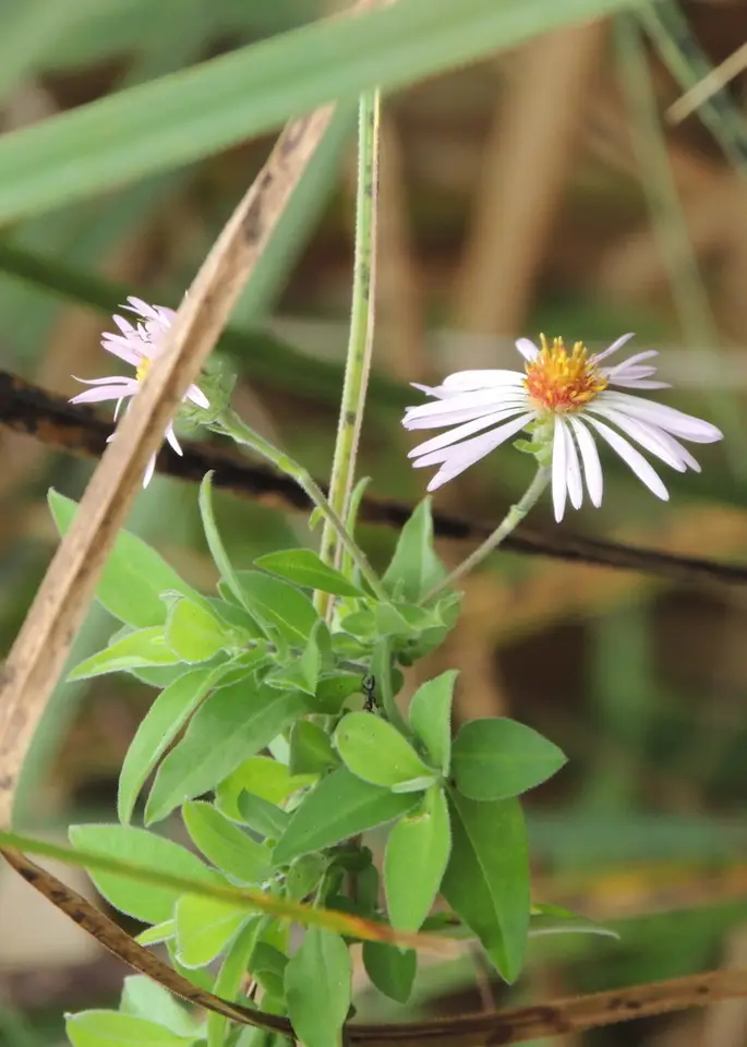 Climbing Aster (Ampelaster carolinianus)