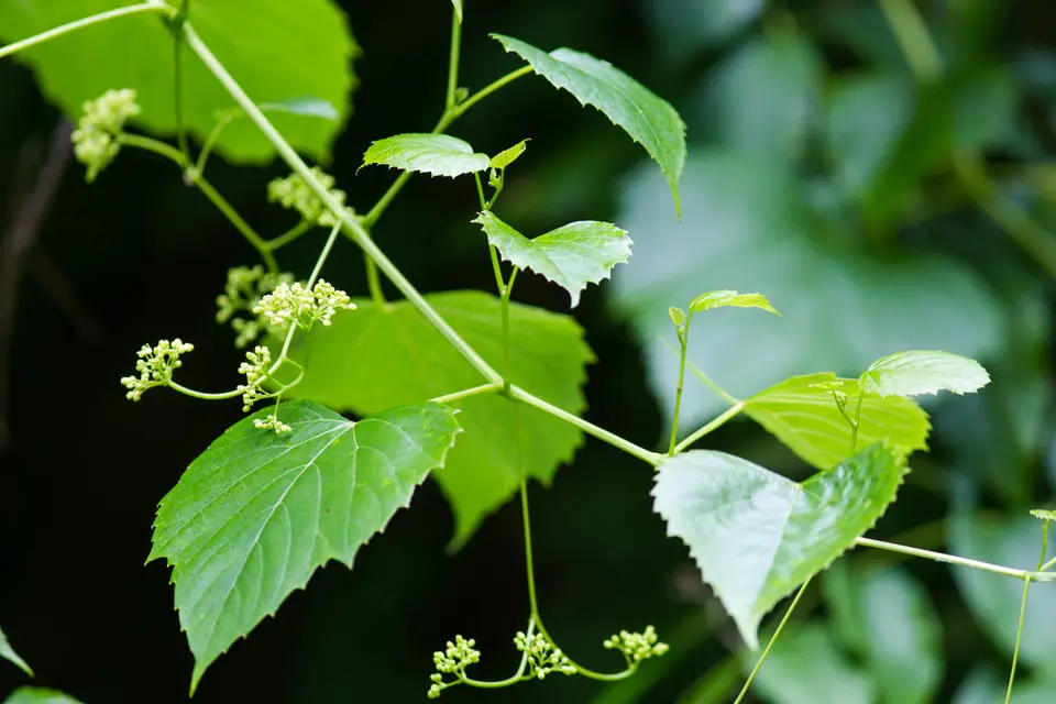 Heart Leaf Peppervine (Ampelopsis cordata)