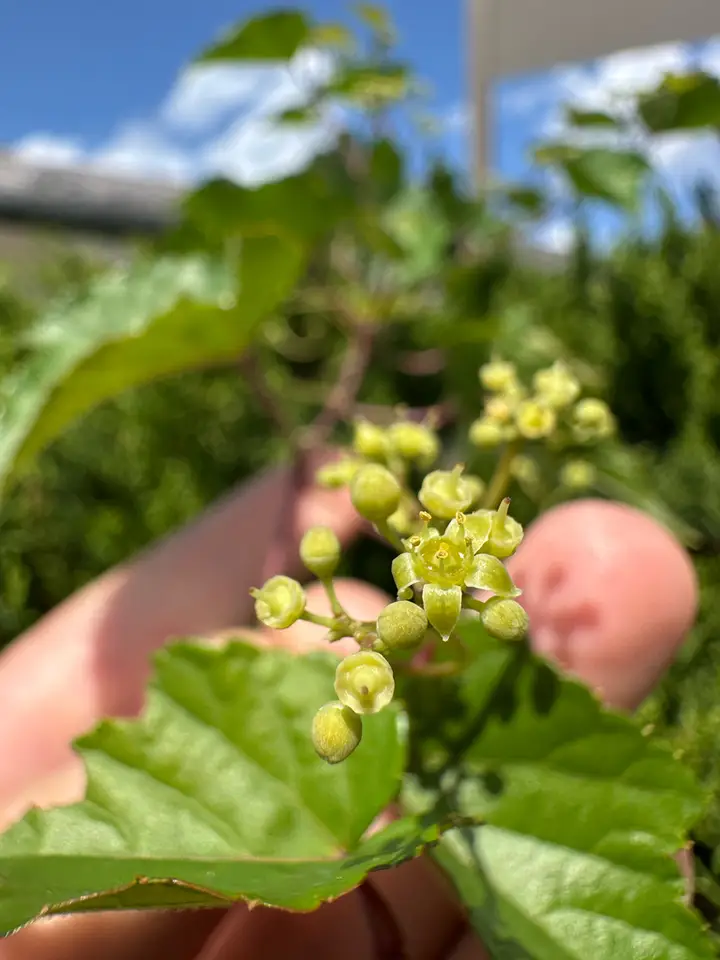 Porcelain Berry (Ampelopsis glandulosa)