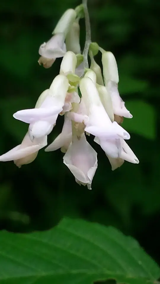 American Hog-Peanut (Amphicarpaea bracteata)