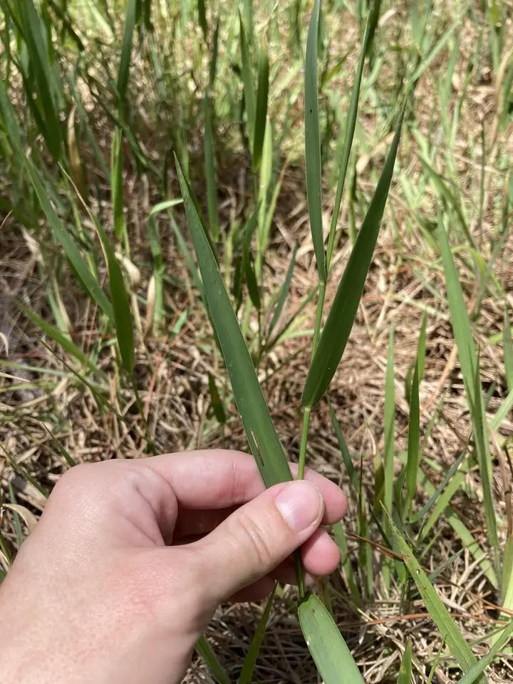 Perennial Goobergrass (Amphicarpum muehlenbergianum)