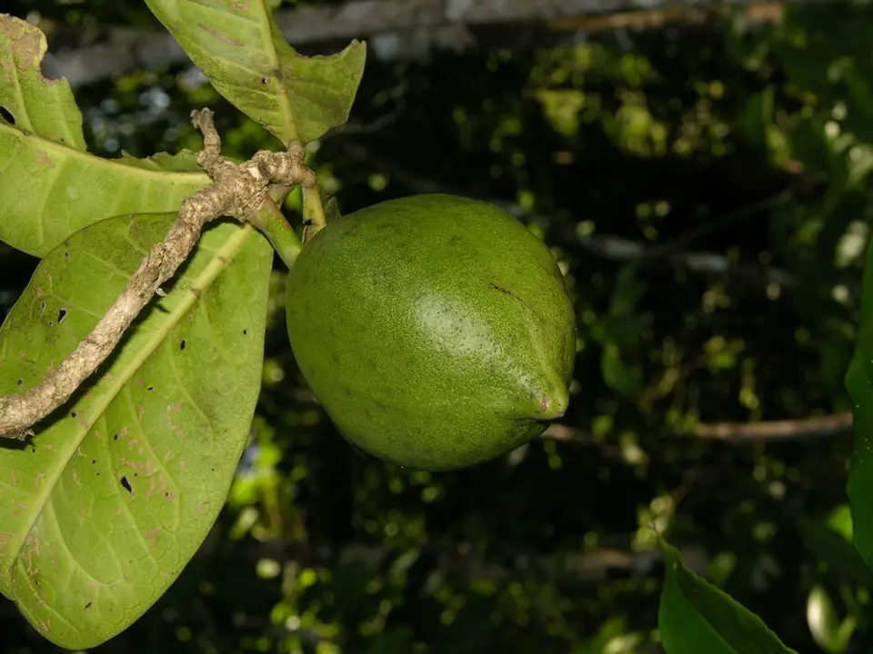 Black Calabash (Amphitecna latifolia)