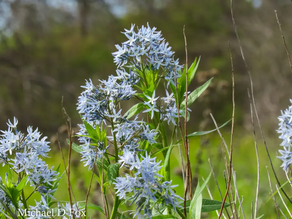 Fringed Bluestar (Amsonia ciliata)