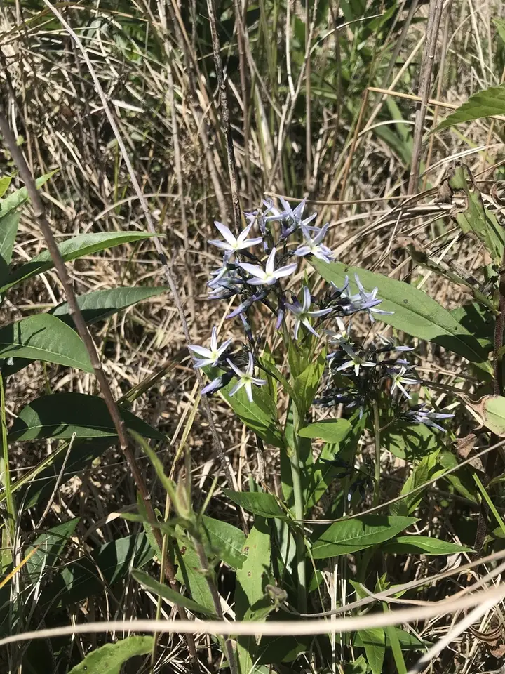 Pond Bluestar (Amsonia rigida)