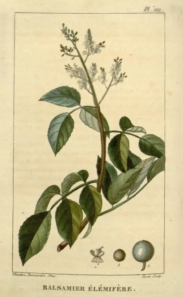 Sea Torchwood (Amyris elemifera)