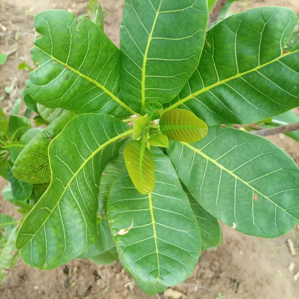 Cashew (Anacardium occidentale)