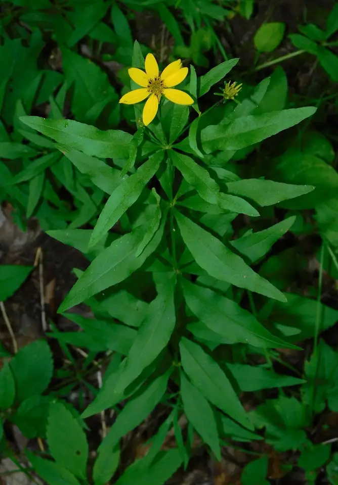 Woodland Coreopsis (Anacis major)