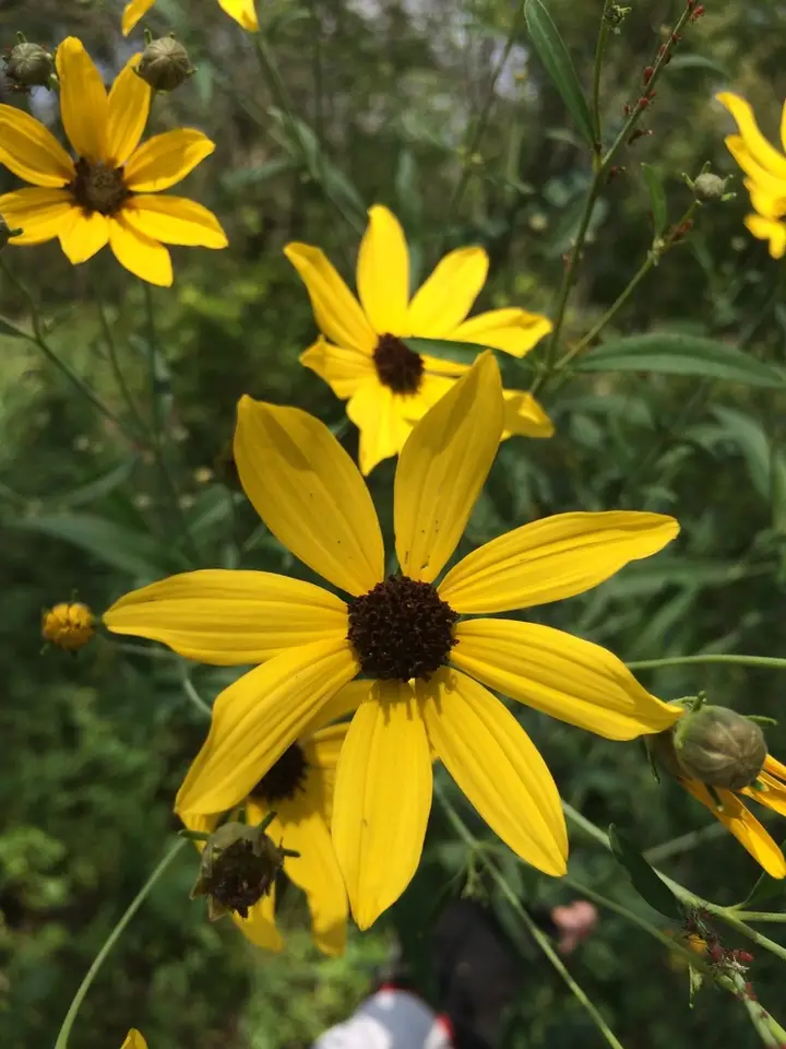 Tall Coreopsis (Anacis tripteris)