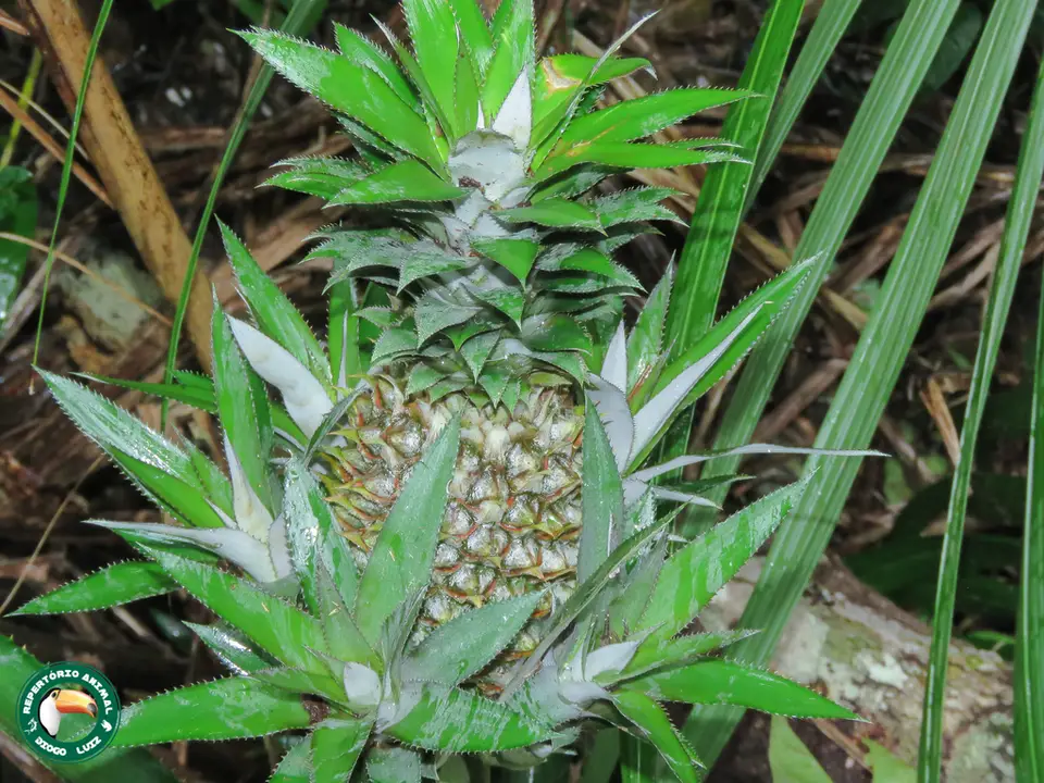 Pineapple (Ananas comosus)