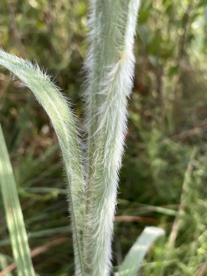 Pinewoods Bluestem (Anatherum arctatum)