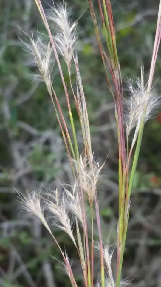 Shortspike Bluestem (Anatherum brachystachyum)