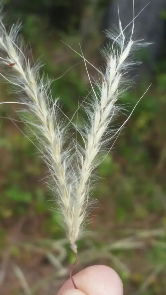 Firegrass (Anatherum cabanisii)