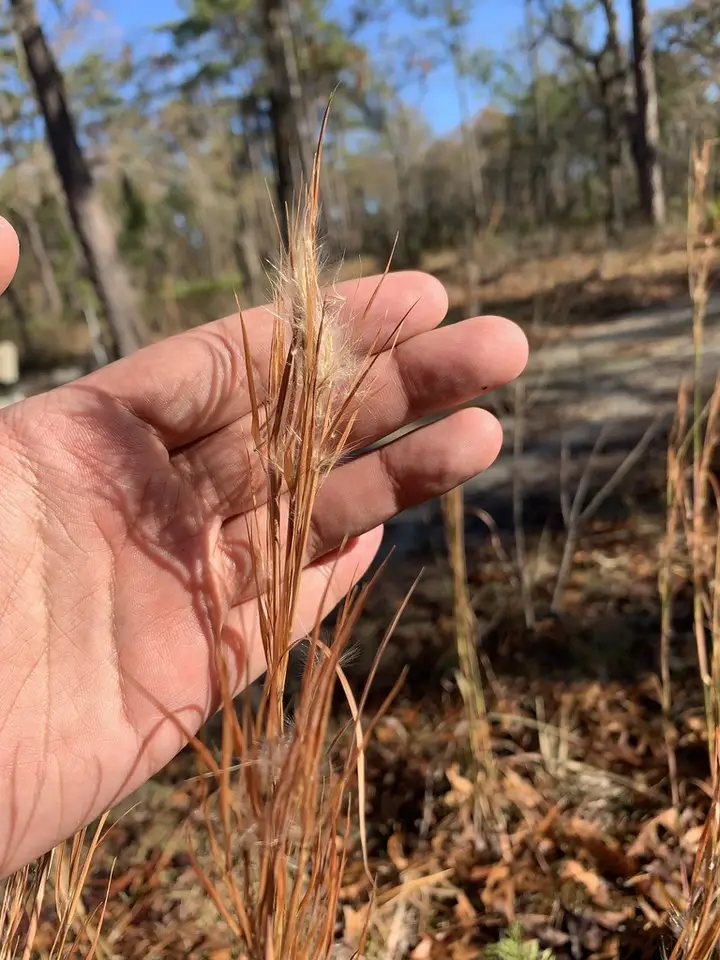 Deceptive Bluestem (Anatherum campbellii)