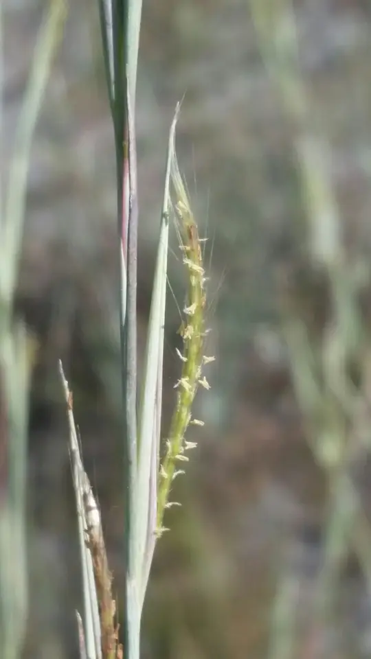 Chalky Bluestem (Anatherum capillipes)