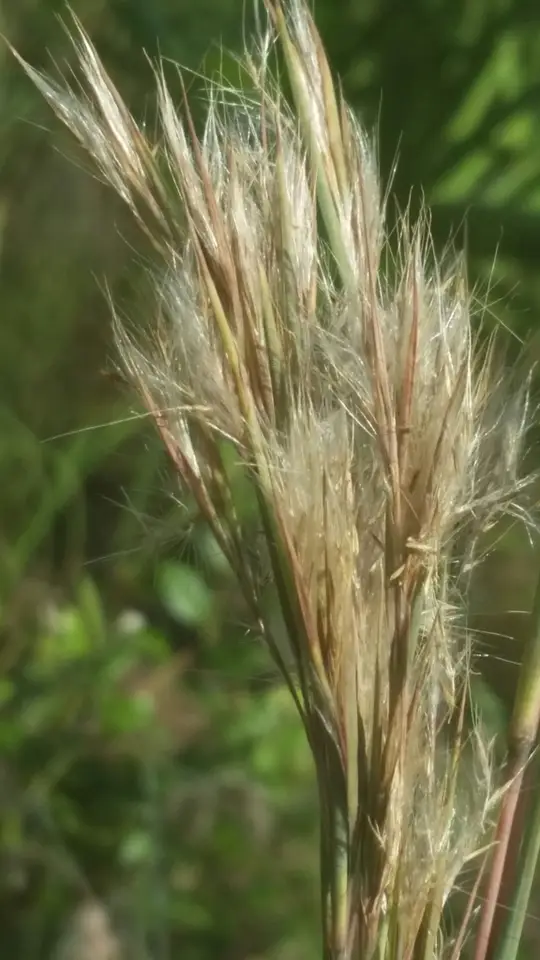 Purple Bluestem (Anatherum cretaceum)