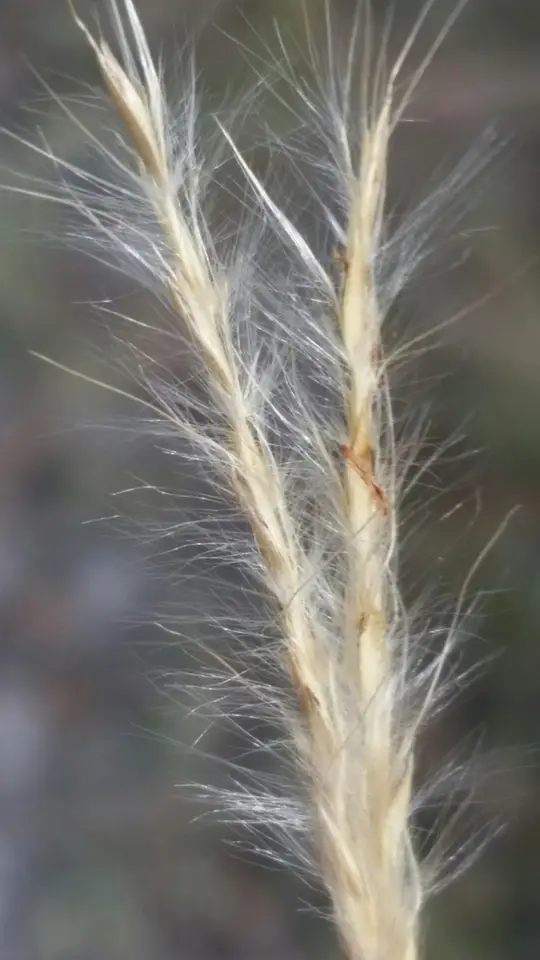 Scrub Bluestem (Anatherum cumulicola)