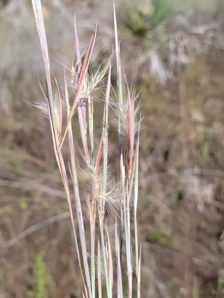 White Bluestem (Anatherum dealbatum)