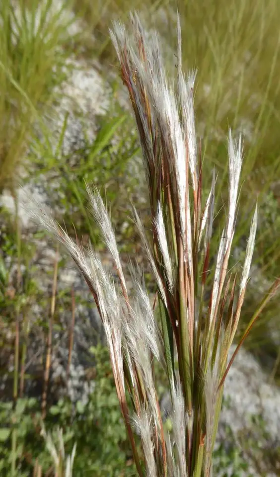 Florida Bluestem (Anatherum floridanum)