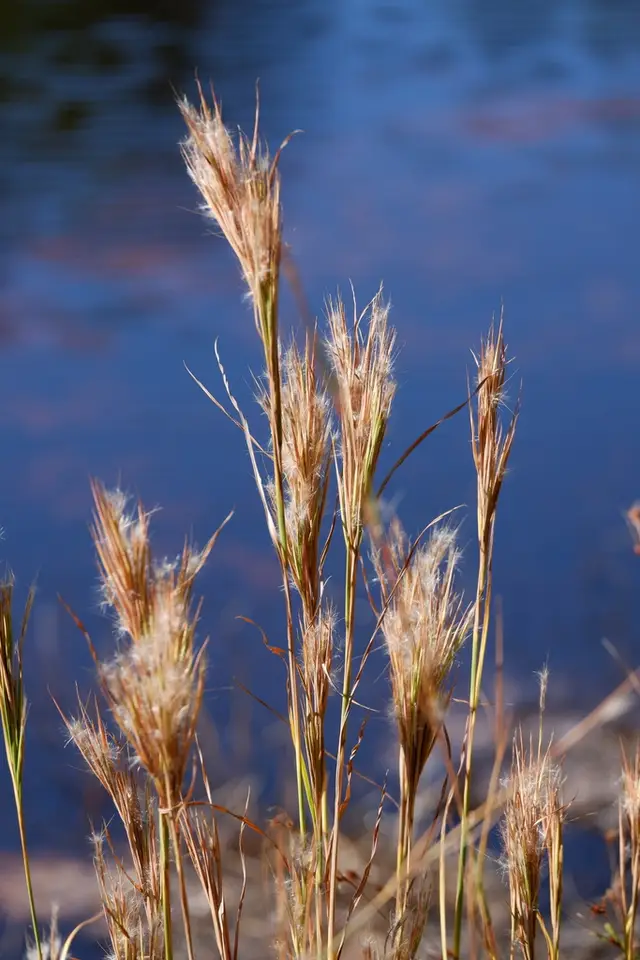 Bushy Bluestem (Anatherum glomeratum)