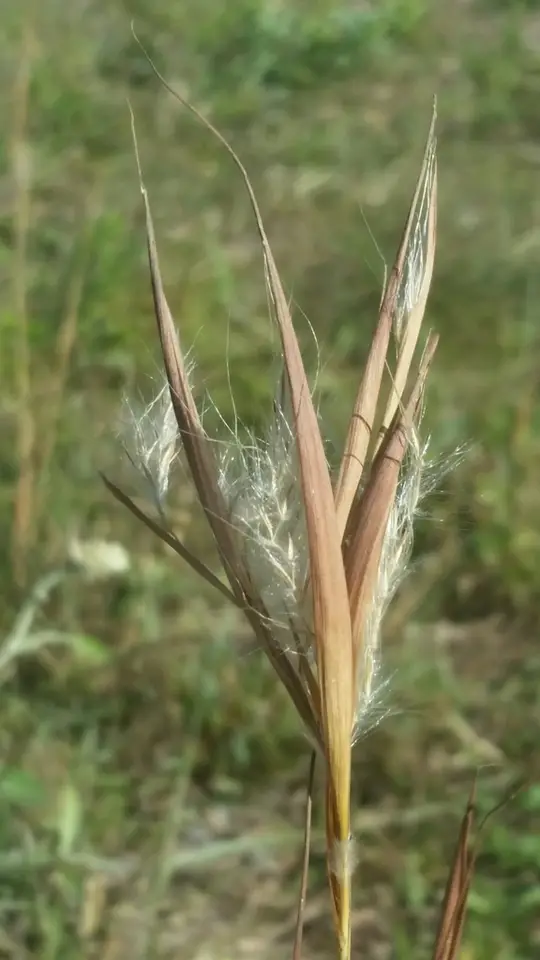 Elliott's Bluestem (Anatherum gyrans)