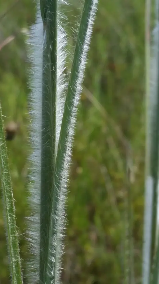 Savanna Bluestem (Anatherum hirsutius)