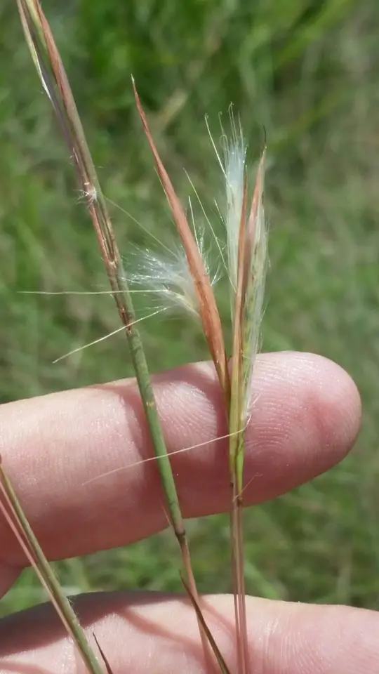 Longbeard Bluestem (Anatherum longiberbe)
