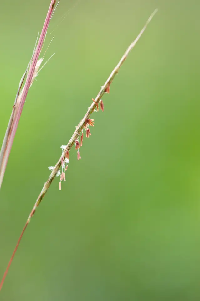 Miami Bluestem (Anatherum miamiense)