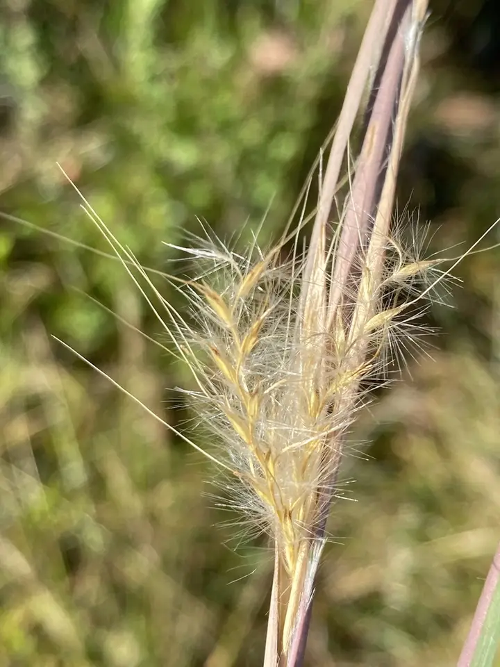 Mohr's Bluestem (Anatherum mohrii)