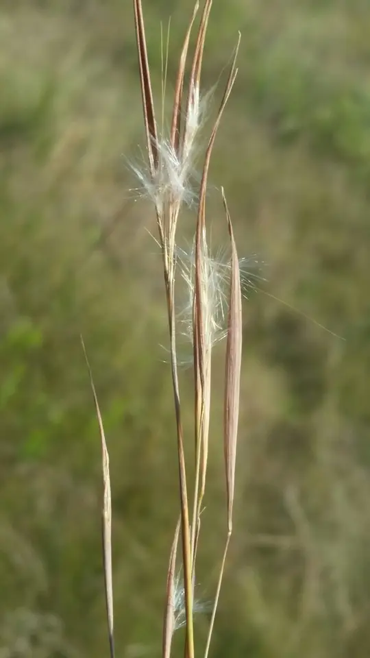 Narrowleaf Bluestem (Anatherum perangustatum)