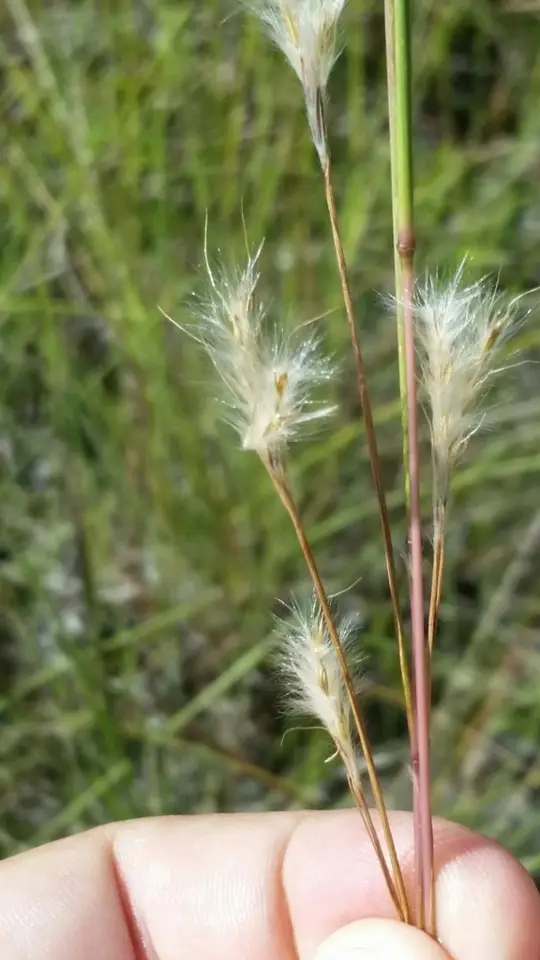Nash’s Bluestem (Anatherum subtile)
