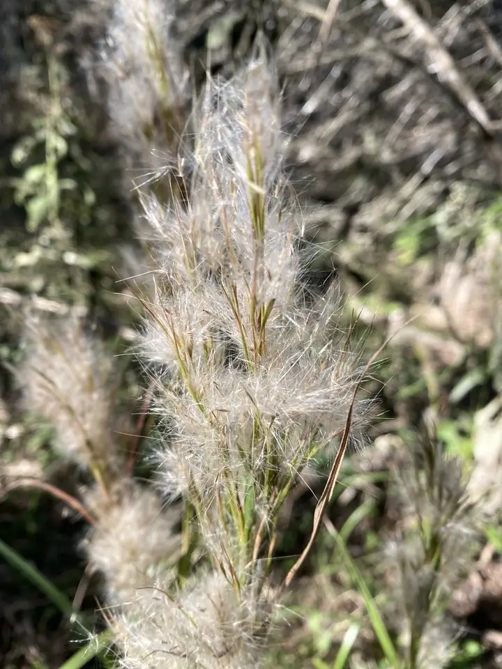 Maritime Bushy Bluestem (Anatherum tenuispatheum)