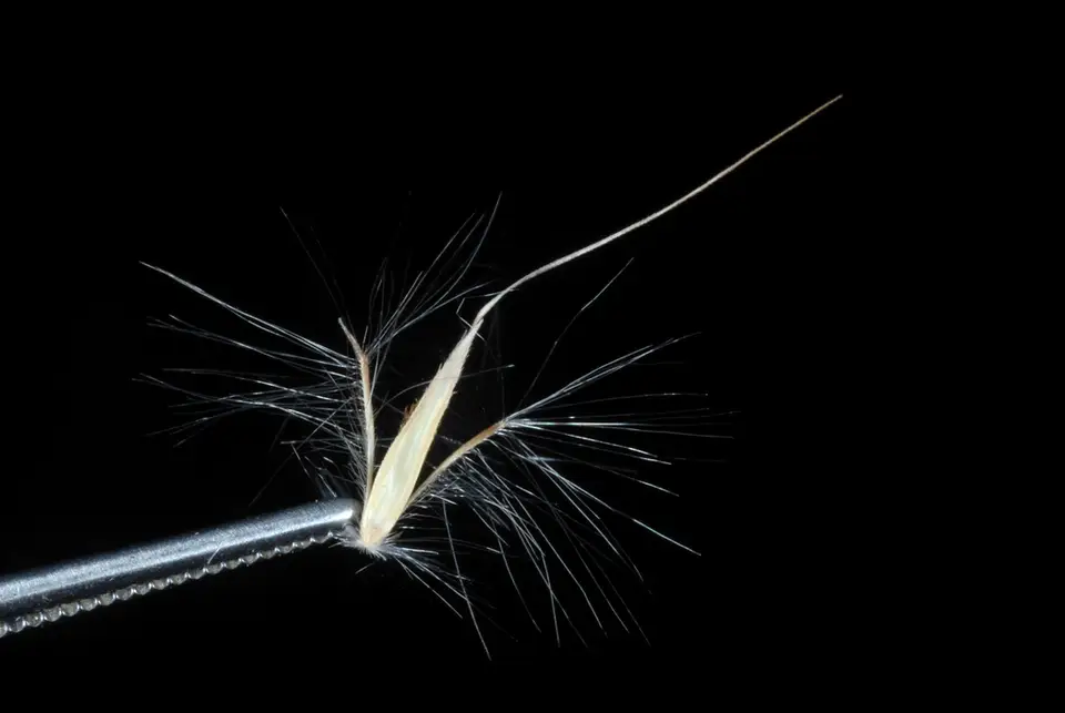 Splitbeard Bluestem (Anatherum ternarium)