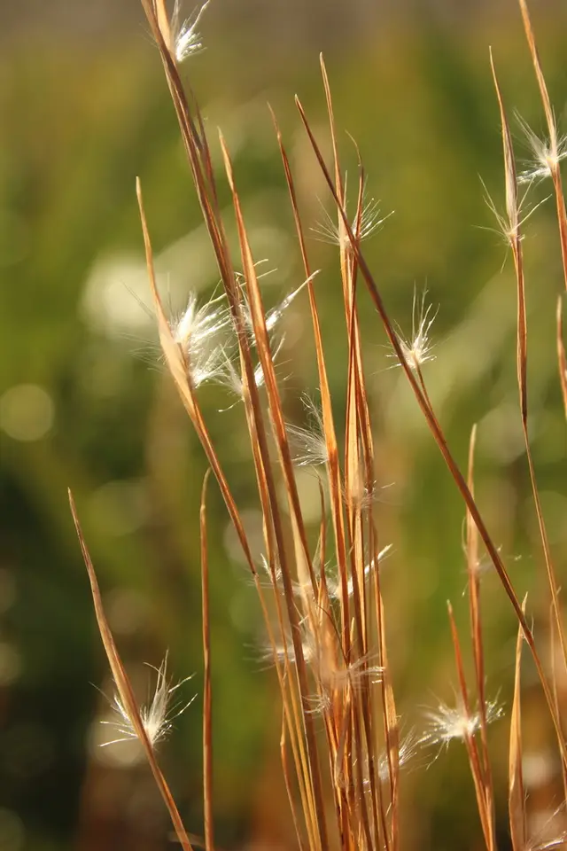 Tracy's Bluestem (Anatherum tracyi)
