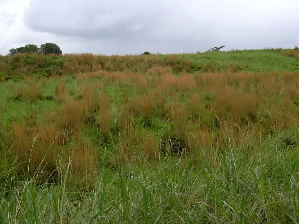 Broomsedge Bluestem (Anatherum virginicum)