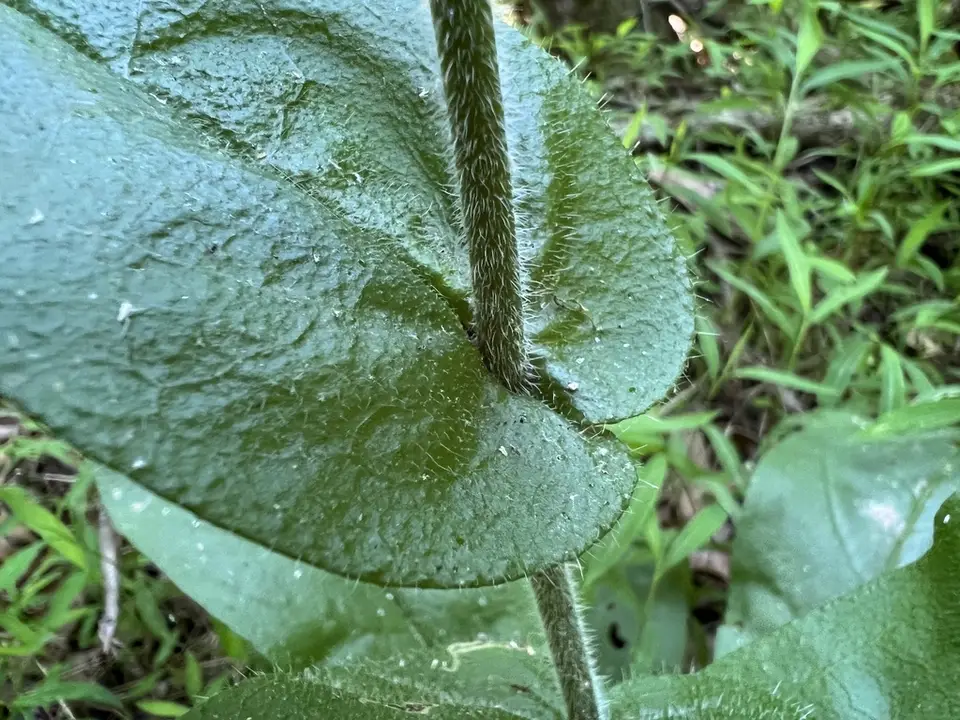 Wild Comfrey (Andersonglossum virginianum)
