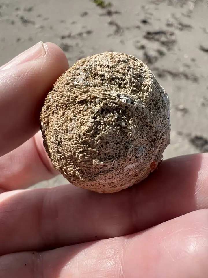 Brown Heart (Andira inermis)