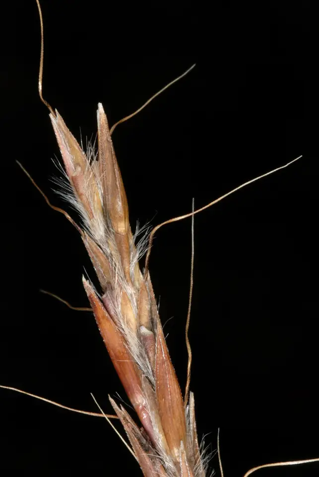 Big Bluestem (Andropogon gerardi)