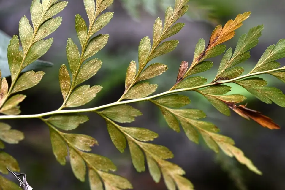 Pine Fern (Anemia adiantifolia)