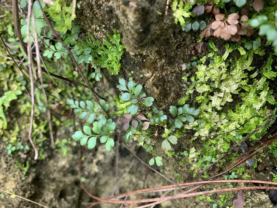 Wright's Flowering Fern (Anemia wrightii)