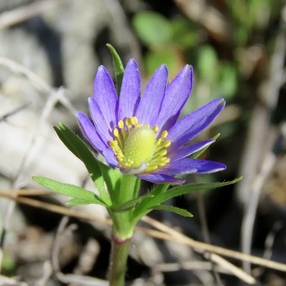 Tenpetal Anemone (Anemone berlandieri)